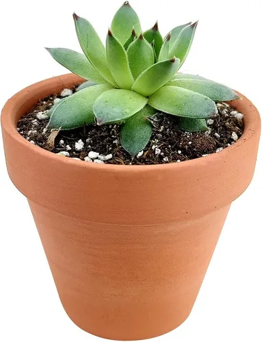 Miniatura 2 de Sempervivum Calcareum - Maceta de arcilla de 2 pulgadas + maceta de arcilla – Planta suculenta saludable Sempervivum Live de fácil cuidado