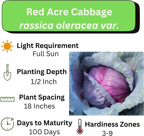 Miniatura 4 de Semillas de repollo para plantar – Planta y cultiva col roja de acre en tu huerto al aire libre en casa – Paquetes de plantación sin OMG