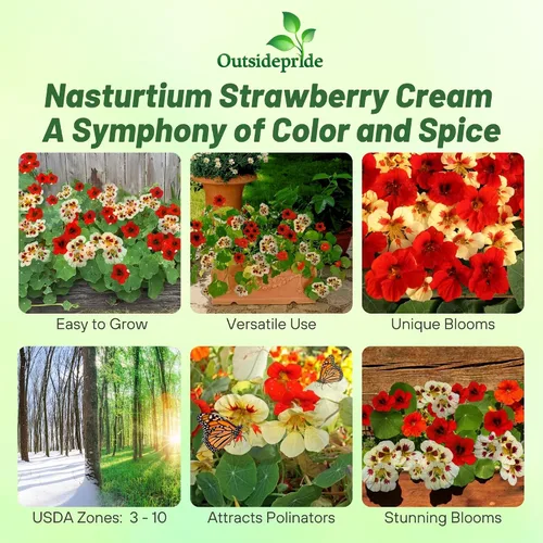 Miniatura 2 de Outsidepride Semillas de capuchina en crema de fresa, 25 unidades, anuales, fáciles de cultivar y versátiles, semillas de flores para plantar flores