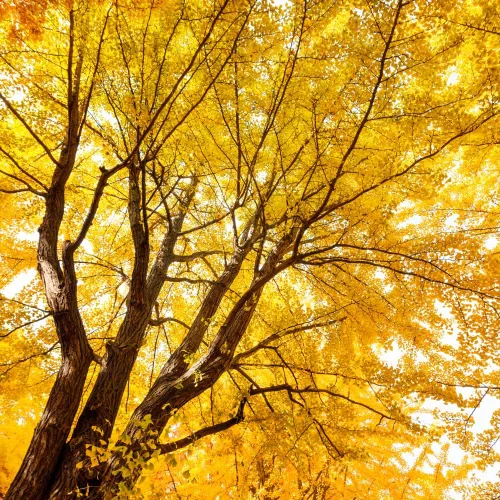 Miniatura 5 de TriStar Plants Árbol de Ginkgo Biloba - Contenedor de 1 galón - El árbol vivo se envía rápido, de rápido crecimiento, raíces establecidas