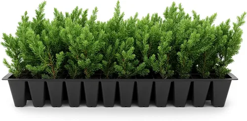 Blue Pacific Shore Juniper | 10 plantas vivas | Juniperus Conferta | Cubierta del suelo de hoja perenne, paisajismo costero resistente, arbusto de