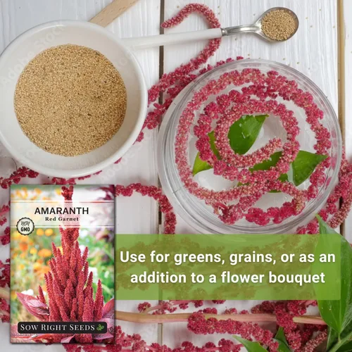 Miniatura 5 de Sow Right Seeds - Semillas de amaranto rojo granate para plantar - Paquete de reliquia sin OMG con instrucciones para plantar y cultivar un huerto