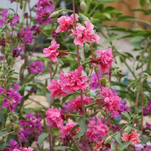 Miniatura 7 de Outsidepride Semillas anuales de flores silvestres Clarkia de 1/4 lb para plantar