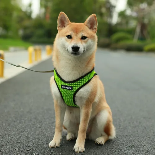 Miniatura 7 de Best Pet Supplies - Arnés de malla para todo tipo de clima, reflectante, antitirones, para perro y gato pequeño y mediano, con cierre de velcro