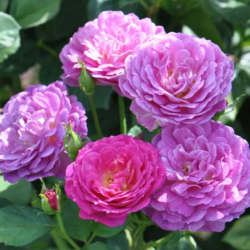 Rosas arbustivas de reliquia, planta de raíz propia viva para jardín al aire libre, fuera del azul, moderadamente fragantes, zonas de rusticidad: