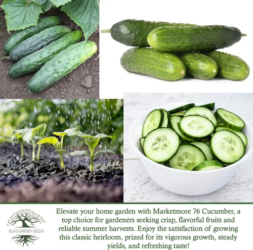 Miniatura 6 de Marketmore - 76 semillas de pepino en rodajas para plantar, más de 50 semillas tradicionales por paquete, semillas de jardín de Isla