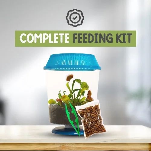 Miniatura 9 de Venus - Trampa para moscas con terrario azul de 4.5 pulgadas + plantas carnívoras paquete de alimentos con pinzas de alimentación, suelo para Tapa