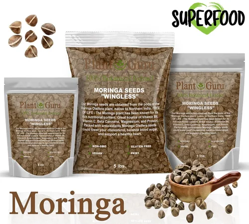Miniatura 2 de Semillas de Moringa sin alas 1 lb. JAR de boca ancha - PKM1 Variedad - Comestible para picar - Plantación - Moringa Oleifera - Malunggay - Semillas