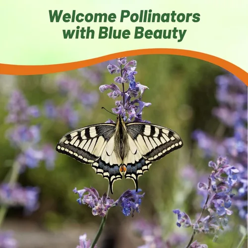 Miniatura 4 de Outsidepride Nepeta Mussinii - Semillas de hierba gatera – 1000 semillas perennes, tolerantes al calor y la sequía para plantar flores azules