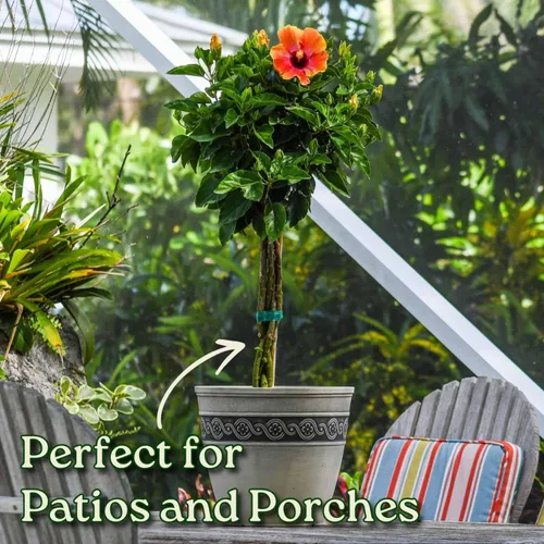 Miniatura 4 de Árbol de Hibisco Vivo Trenzado Fiesta - Altura total de 34" a 38" - Tropical Plants of Florida (Planta en maceta de cultivo)