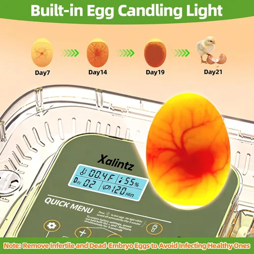 Miniatura 5 de Incubadora automática de 12 huevos – Pantalla digital de temperatura/humedad, cuenta regresiva del día de escotilla, girador automático de huevos