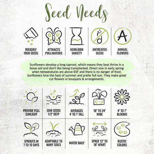 Miniatura 7 de Seed Needs Mezcla de semillas de girasol para plantar Sunset Blend 7 variedades Más de 1000 semillas Helianthus Annuus Heirloom Semillas de flores
