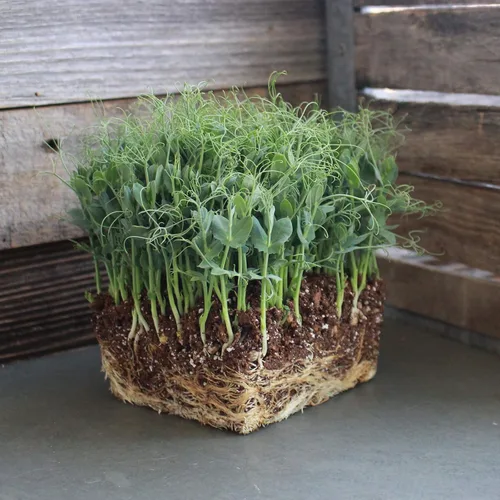Miniatura 3 de Organic Garden - Semillas de guisantes amarillos – 1 libra ~ 2,000 semillas – Semillas de guisantes amarillos sin OMG para brotes de guisantes