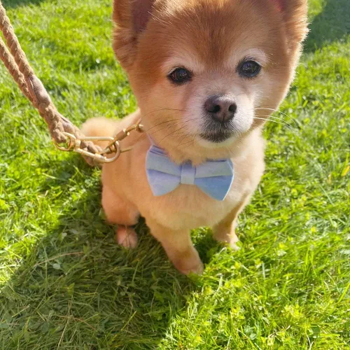 Miniatura 4 de Collar para perro personalizado con hebilla metálica - Collares para mascotas personalizados con nombre y número de teléfono (Estilo Terciopelo1)