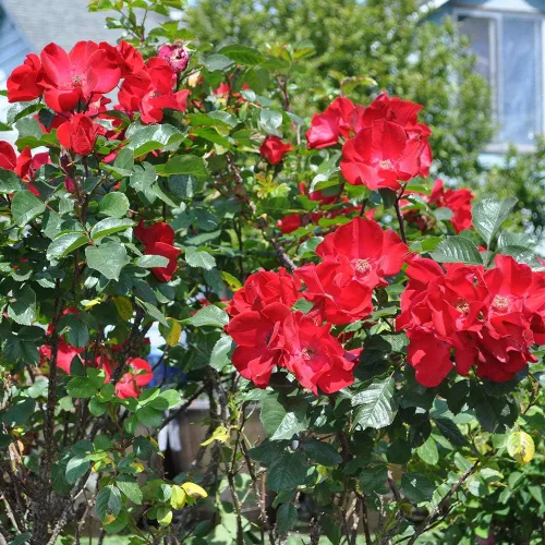 Miniatura 3 de Heirloom Roses Rose Bush - Robusta Live Red Rugosa Rose Plant para plantar al aire libre