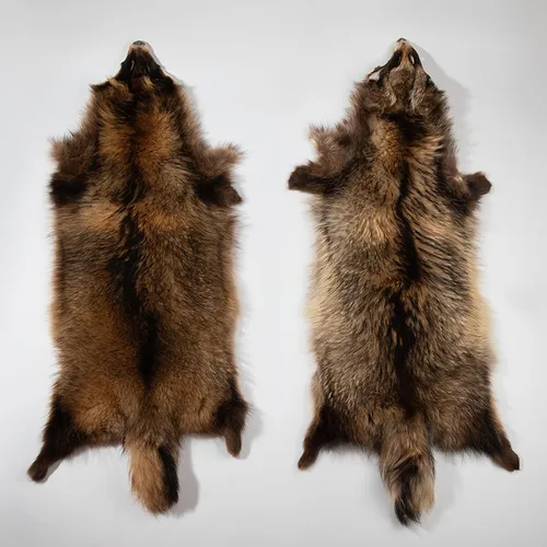 Genuinas pieles curtidas naturales de mapache con pelaje clasificado de grado 1, pieles reales de mapache para atado de moscas, artesanías, abrigos