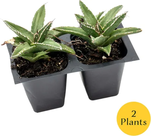 Miniatura 4 de 2 agave King Ferdinand en cubos de vivero de 2.5 pulgadas (Agave ferdinandi-Regis) Suculenta de hoja perenne para xeriscaping, jardines de rocas