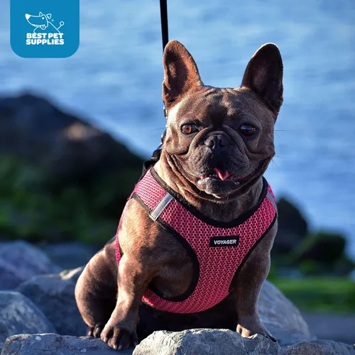 Miniatura 11 de Best Pet Supplies Voyager Step-in Air - Arnés de malla para todo tipo de clima, reflectante, antitirones, para perro y gato pequeño y mediano, Arnés