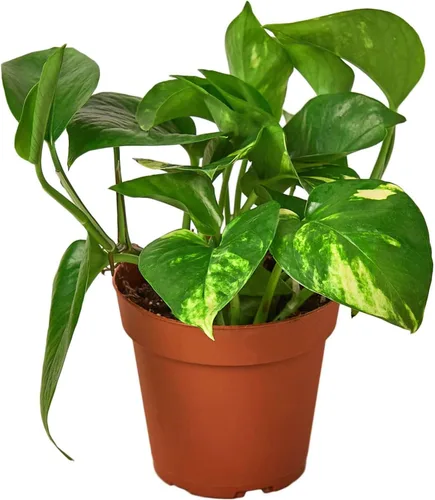 Miniatura 17 de Planta de serpiente Laurentii Sansevieria Trifasciata Planta viva para interior Diferentes plantas de interior en maceta de 4 y 6 pulgadas