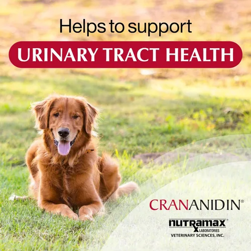 Miniatura 8 de Nutramax Laboratories Crananidin Extracto de Arándano Suplemento para la Salud del Tracto Urinario para Perros, 75 Tabletas masticables