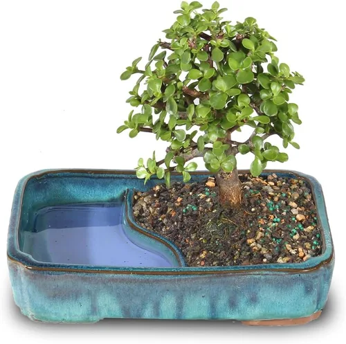 Miniatura 12 de Árbol de bonsái enano vivo de jade de Brussel's Bonsai, para interior - Pequeño, 3 años de edad, de 5 a 8 pulgadas de alto - Árbol de jade en maceta