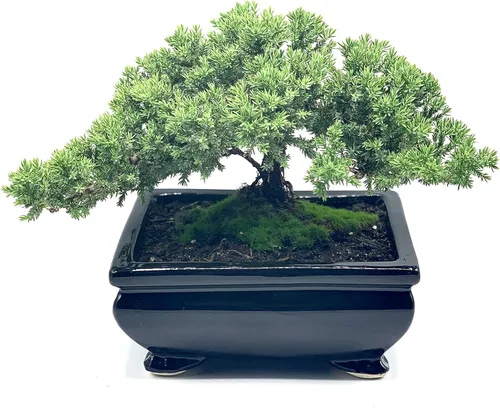 Árbol bonsái de enebro enano vivo | Interior/exterior | 100% hecho a mano | Decoración para el hogar y la oficina | El mejor regalo para vacaciones