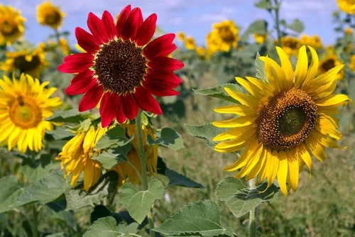 Miniatura 2 de Semillas de girasol para plantar reliquia sin OMG, paquete a granel de 15 variedades de semillas mixtas - Atrae polinizadores (500 semillas)