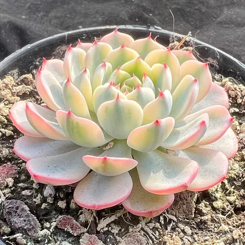 Miniatura 9 de Echeveria Agavoides - Plantas suculentas vivas raras de dragón azul, 1 maceta de cabeza de 2.5 pulgadas, planta viva naranja, excluye maceta