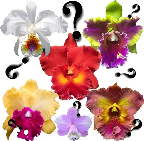 – "Misterio"/Orquídeas Cattleya sin nombre: gran variedad, fácil de cultivar, grandes flores, muchas fragantes (NO en brote/floración cuando se