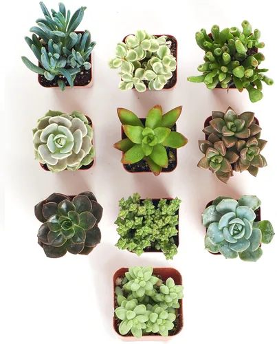 Miniatura 2 de Shop Succulents Colección única Suculentas vivas en el suelo Variedad seleccionada a mano Plantas reales de interior/exterior, paquete
