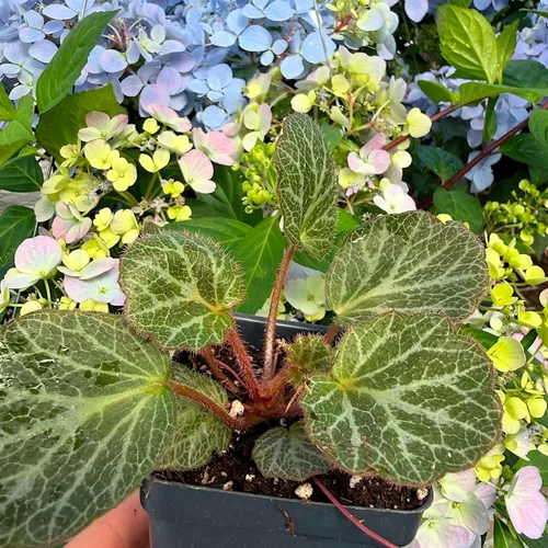 Miniatura 5 de Saxifraga stolonifera, planta viva de begonia de fresa, geranio de fresa, saxífraga rastrera, lámina de roca rastrera, madre de miles, cubierta
