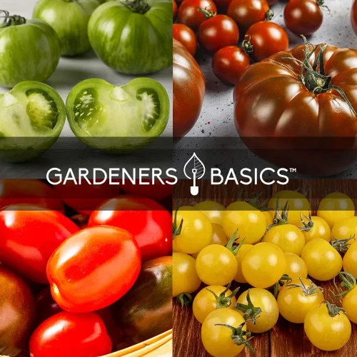 Miniatura 7 de Gardeners Basics, Semillas de tomate para plantar 16 semillas de tomate reliquia, Tiny Tim, semillas de tomate cherry, semillas de bistec, semillas