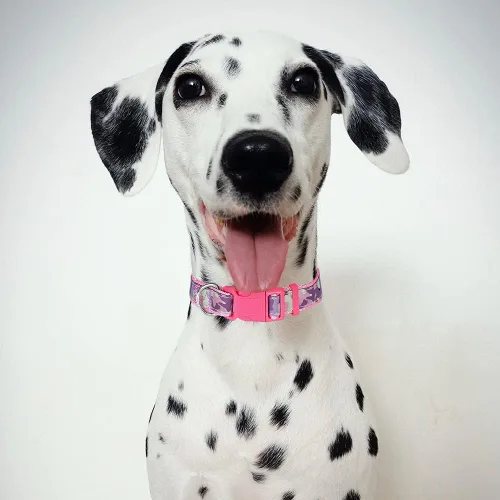 Miniatura 3 de Collar para perras chicas, medianas y grandes; collar rosa de nailon brillante, con hebilla de liberación rápida, suave para mascotas