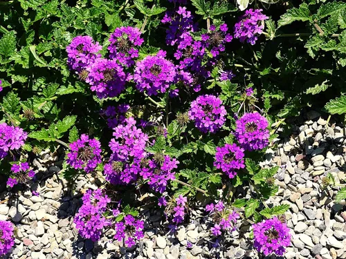 Miniatura 33 de Guardería Greenwood: Plantas Perennes Vivas - Rosa de Bath + Dianthus Gratianopolitanus - [Cantidad: 1x Maceta de Pinta]