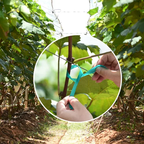 Miniatura 4 de TELENT OUTDOORS Cinta de amarre elástica, 1 pulgada de ancho y 200 pies, reutilizables, para plantas de jardín, cintas verdes para plantas, cinta