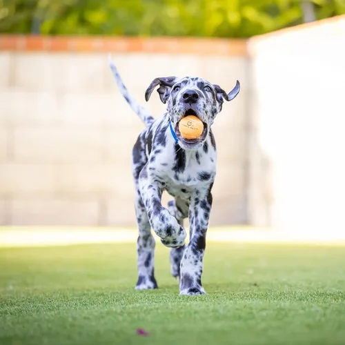 Miniatura 8 de Hyper Pet MINI pelotas de tenis para perros, juguetes seguros para perros y pelotas de tenis para ejercicio, entrenamiento, Hyper Pet K9 Kannon