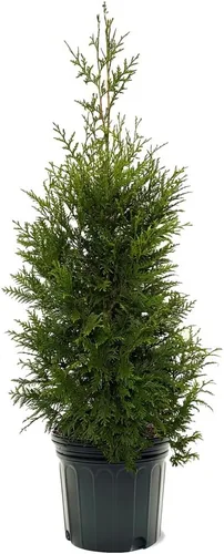 Miniatura 6 de Thuja Green Giant, árbol de sombra de crecimiento rápido, 12-18 pulgadas altura del árbol, 1 galón. Maceta de vivero