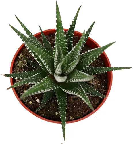 Miniatura 2 de Haworthia Zebra Succulent - 4" de California Tropicals
