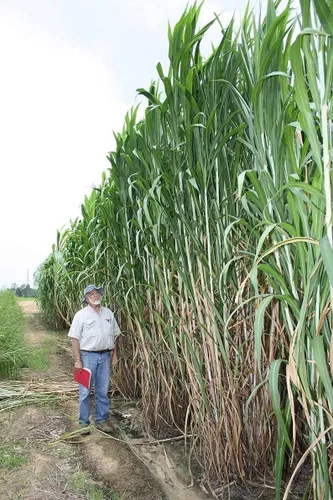 Semillas de hierba de elefante, hierba más alta del mundo, enviadas desde Iowa, fabricadas en Estados Unidos (1,000 semillas)