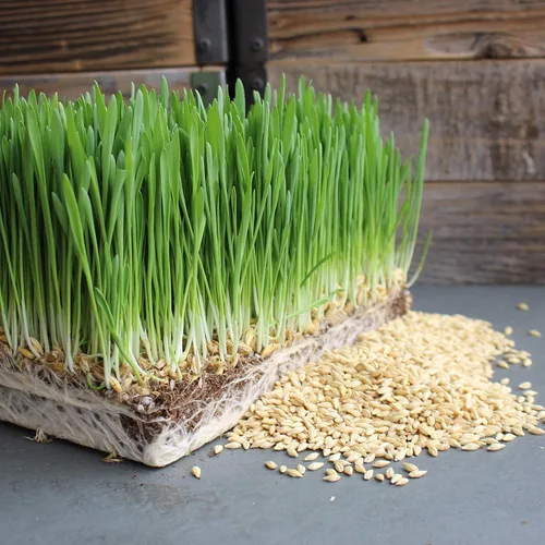 Miniatura 8 de Living Whole Foods Kit de cultivo de pasto de trigo orgánico certificado - Cultiva y jugo de hierba de trigo bandejas, semillas, tierra de coco