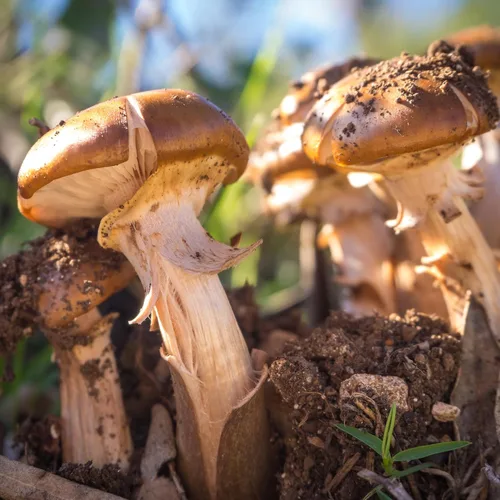 Miniatura 6 de Earthborn Elements Agaricus Blazei 200 cápsulas, puras y sin diluir, sin aditivos