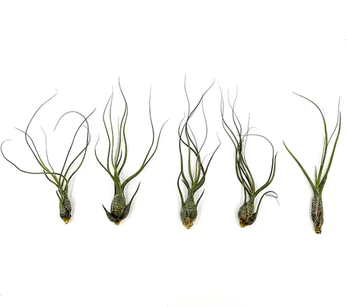 Miniatura 45 de ragnaroc Planta de Aire Viva – Tillandsia Capiput, Jumbo 6-9” - 2 unidades - Llegada Viva Garantizada - Plantas de Casa para Decoración del Hogar