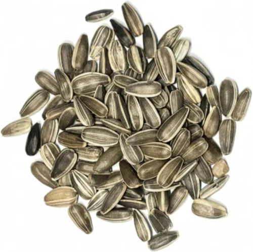 Miniatura 6 de Seed Needs Semillas de girasol para plantar girasoles de manchas solares enanas, semillas de flores de corte anual de polinización abierta