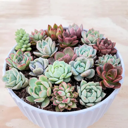 Miniatura 3 de Sprout N Green 1 surtido de suculentas con raíz, colección de plantas vivas, sin maceta, ideal para jardinero principiante, proyectos de bricolaje