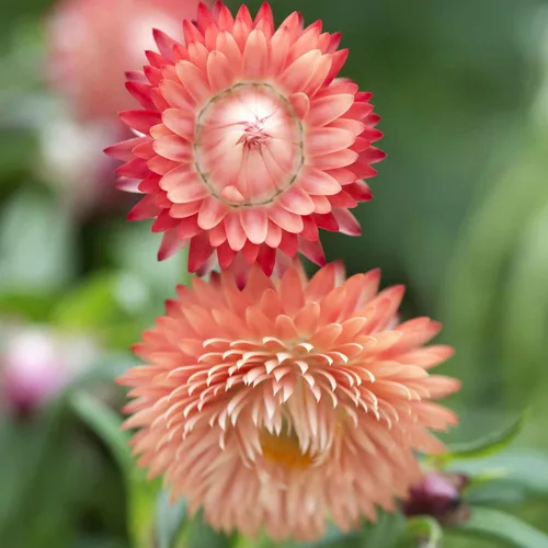 Miniatura 7 de Eden Brothers Semillas de fresa - Rosa brillante