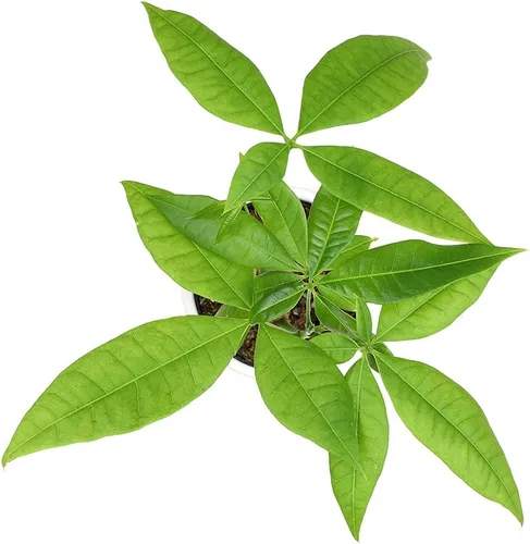 Miniatura 8 de Altman Plants, Planta de Árbol del Dinero Viva, Árbol del Dinero Pachira Aquatica, Árbol del Dinero Feng Shui Pachira Aquatica, Planta Pachira Árbol