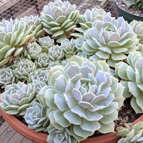 Miniatura 5 de Echeveria Suculents Plantas vivas para plantar, suculentas de Echeveria vivas, plantas de Echeveria vivas, suculentas de Echeveria vivas, suculentas