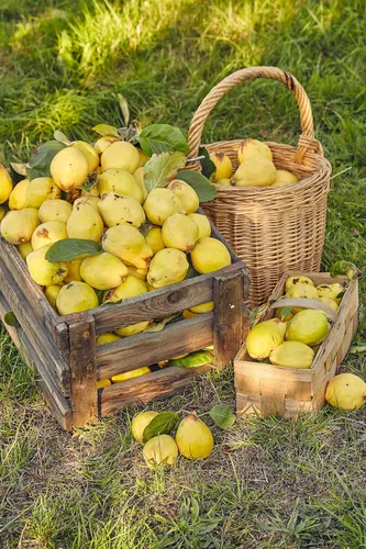20 semillas de arbustos con flores de membrillo culinario común Cydonia Oblonga