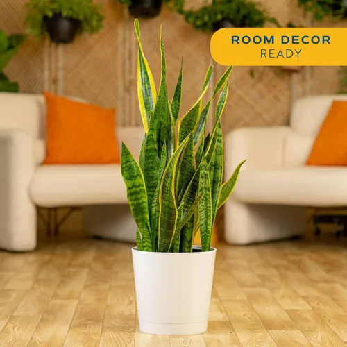 Miniatura 2 de Costa Farms Planta Serpiente, Planta Viva Lengua de Suegra en Maceta Decorativa, Planta Suculenta de Interior Grande y Fácil de Mantener para Casa