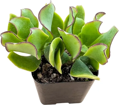 Miniatura 7 de Suculenta viva x Pachyveria 'Clavifolia', aproximadamente 2 pulgadas de gran tamaño, suculentas en maceta, totalmente enraizadas, plantas